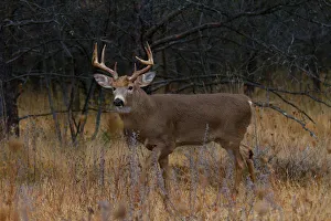 <b class=qtipBold><figcaption>White-tailed Buck in Fall</figcaption></b><br><em>© JIm Cumming</em> White-tailed Buck in Fall