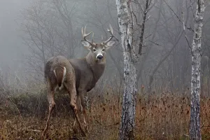 <b class=qtipBold><figcaption>White-tailed buck look back</figcaption></b><br><em>© Jim Cumming</em> White-tailed buck look back
