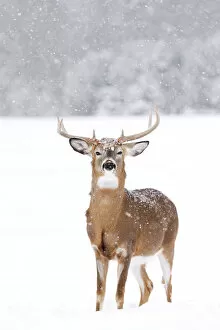 Images Dated 15th December 2013: White-tailed Buck in Snow