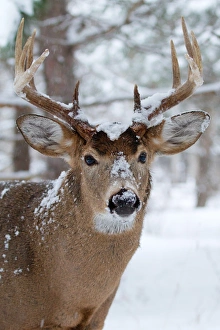 <b class=qtipBold><figcaption>White-tailed buck in snowfall</figcaption></b><br><em>© JIm Cumming</em> White-tailed buck in snowfall