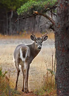 <b class=qtipBold><figcaption>White tailed deer</figcaption></b><br>White tailed deer standing near tree.<br><em>© Jim Cumming</em> White tailed deer