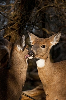 <b class=qtipBold><figcaption>Two White-tailed Deer</figcaption></b><br>Two female White-tailed deer nose to nose.<br><em>© Copyright 2011</em> Two White-tailed Deer