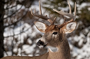 <b class=qtipBold><figcaption>White-tailed Deer Buck</figcaption></b><br>A portrait of a male or buck White-tailed Deer.<br><em>© Copyright 2010</em> White-tailed Deer Buck