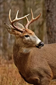 Images Dated 1st December 2009: White-tailed Deer buck