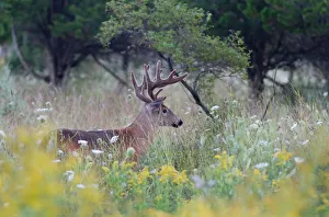 White-tailed deer buck walking in a spring meadow White-tailed deer buck walking in a spring meadow
