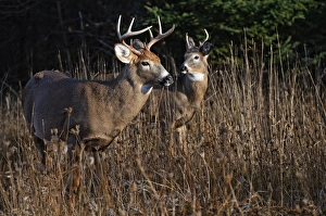 <b class=qtipBold><figcaption>White-tailed Deer Bucks</figcaption></b><br>Two White-tailed Deer bucks are standing in some tall brown grass.<br><em>© Copyright2009</em> White-tailed Deer Bucks