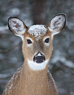 <b class=qtipBold><figcaption>White-tailed deer New Hat</figcaption></b><br><em>© JIm Cumming</em> White-tailed deer New Hat