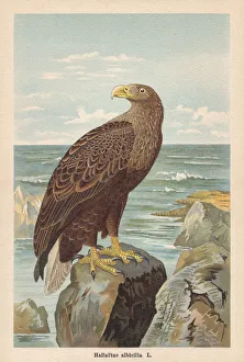 White-tailed eagle (Haliaeetus albicilla), chromolithograph, published in 1896 White-tailed eagle (Haliaeetus albicilla), chromolithograph, published in 1896
