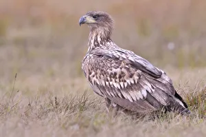 White-tailed Eagle -Haliaeetus albicilla- on an autumn meadow White-tailed Eagle -Haliaeetus albicilla- on an autumn meadow