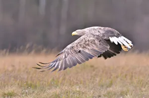 White-tailed Eagle -Haliaeetus albicilla- in flight in an autumn landscape White-tailed Eagle -Haliaeetus albicilla- in flight in an autumn landscape