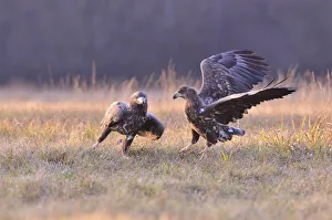 White-tailed Eagles -Haliaeetus albicilla- on an autumn meadow White-tailed Eagles -Haliaeetus albicilla- on an autumn meadow
