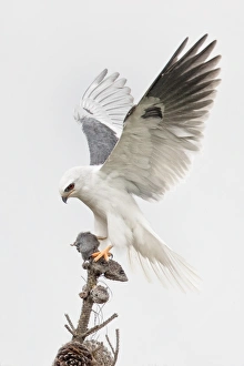 <b class=qtipBold><figcaption>White-tailed Kite</figcaption></b><br><em>© Phoo Chan</em> White-tailed Kite