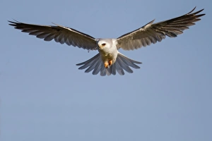 <b class=qtipBold><figcaption>White-tailed Kite</figcaption></b><br>White-tailed Kite in flight.<br><em>© Phoo Chan</em> White-tailed Kite