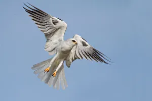 <b class=qtipBold><figcaption>White tailed kite</figcaption></b><br>White tailed kite.<br><em>© Phoo Chan</em> White tailed kite