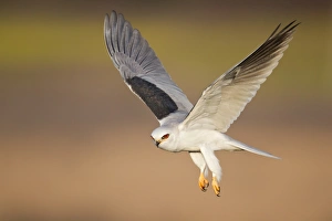 <b class=qtipBold><figcaption>White-tailed Kite</figcaption></b><br>White-tailed Kite in flight.<br><em>© Phoo Chan</em> White-tailed Kite