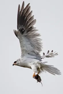 <b class=qtipBold><figcaption>White tailed kite on flight</figcaption></b><br>White tailed kite on flight.<br><em>© Phoo Chan</em> White tailed kite on flight