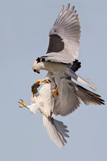 <b class=qtipBold><figcaption>White-tailed Kite food exchange</figcaption></b><br>White-tailed Kite food exchange.<br><em>© Phoo Chan</em> White-tailed Kite food exchange