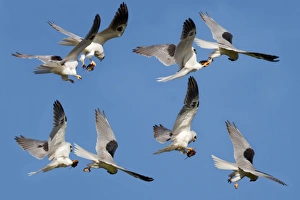 <b class=qtipBold><figcaption>White tailed Kite food exchange</figcaption></b><br>White tailed Kite food exchange.<br><em>© Phoo Chan</em> White tailed Kite food exchange