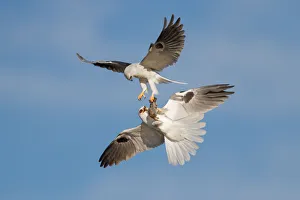 <b class=qtipBold><figcaption>White-tailed Kite food exchange</figcaption></b><br>Male White-tailed Kite passing its fresh catch to its soul mate in mid-air as part of their ritual courtship during nesting season.<br><em>© Phoo Chan</em> White-tailed Kite food exchange