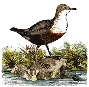 The white-throated dipper (Cinclus cinclus), also known as the European dipper or just The white-throated dipper (Cinclus cinclus), also known as the European dipper or just