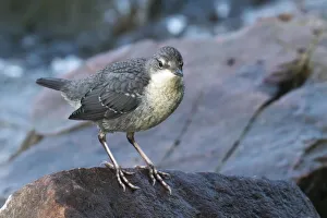 White-throated Dipper (Cinclus cinclus), young bird, sitting on stone, Hesse, Germany White-throated Dipper (Cinclus cinclus), young bird, sitting on stone, Hesse, Germany