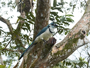 White-throated Magpie-Jay -Calocitta formosa-, Arenal Volcano National Park, Guanacaste province White-throated Magpie-Jay -Calocitta formosa-, Arenal Volcano National Park, Guanacaste province
