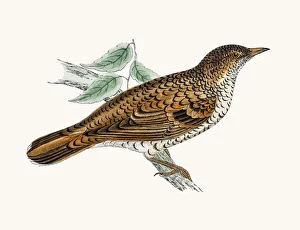 <b class=qtipBold><figcaption>White Thrush bird</figcaption></b><br>A photograph of an original hand-colored engraving from The History of British Birds by Morris published in 1853-1891.<br><em>© mashuk</em> White Thrush bird