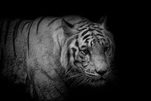 Bengal Tiger Gallery: White Tiger Portrait Monochrome
