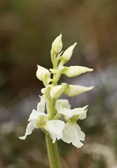 White variety of Early purple orchid (Orchis mascula), Burren, County Clare, Ireland White variety of Early purple orchid (Orchis mascula), Burren, County Clare, Ireland