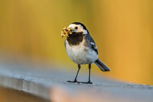 White Wagtail -Motacilla alba- in breeding plumage, with feed in its beak, Seewinkel White Wagtail -Motacilla alba- in breeding plumage, with feed in its beak, Seewinkel