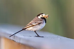 White Wagtail -Motacilla alba- in breeding plumage, with feed in its beak, Seewinkel White Wagtail -Motacilla alba- in breeding plumage, with feed in its beak, Seewinkel