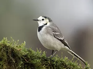 Songbird Gallery: White wagtail (Motacilla alba), standing on a branch of tree. Spain, Europe