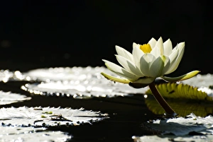 White waterlily blossoming in pond, back light White waterlily blossoming in pond, back light