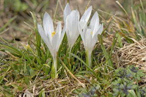 White wild crocus -Crocus malyi- en route to Schwarzenberg hill, Fischbachau-Elbach White wild crocus -Crocus malyi- en route to Schwarzenberg hill, Fischbachau-Elbach