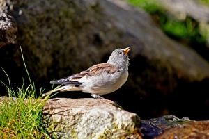 White-winged Snowfinch (Montifringilla nivalis), male, Alpine Zoo Innsbruck, Tyrol White-winged Snowfinch (Montifringilla nivalis), male, Alpine Zoo Innsbruck, Tyrol