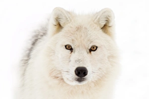 <b class=qtipBold><figcaption>White wolf</figcaption></b><br>Arctic wolf.<br><em>© JIm Cumming</em> White wolf