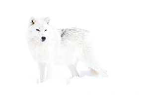 <b class=qtipBold><figcaption>White wolf in winter</figcaption></b><br><em>© JIm Cumming</em> White wolf in winter