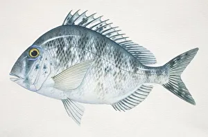 Whitebone Porgy, Calamus leucosteus, side view Whitebone Porgy, Calamus leucosteus, side view