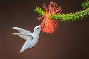 <b class=qtipBold><figcaption>A Whiter Shade of Pale</figcaption></b><br>A rare sighting of a leucistic Anna's Hummingbird at the University of California, Santa Cruz Arboretum. Leucism is an abnormal plumage condition caused by a genetic mutation that prevents pigment from being deposited on a bird's feathers resulting in overall white plumage with little or no color discernable.<br><em>© 2016 Phoo Chan</em> A Whiter Shade of Pale