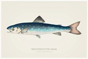 Whitespotted char trout 1856 Whitespotted char trout 1856