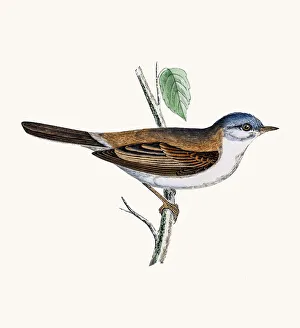 <b class=qtipBold><figcaption>Whitethroat</figcaption></b><br>A photograph of an original hand-colored engraving from The History of British Birds by Morris published in 1853-1891.<br><em>© mashuk</em> Whitethroat