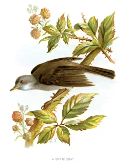 <b class=qtipBold><figcaption>Whitethroat - Sylvia communis</figcaption></b><br>Vintage lithograph from 1883 of a Common Whitethroat (Sylvia communis), a common and widespread typical warbler which breeds throughout Europe and across much of temperate western Asia. This small passerine bird is strongly migratory, and winters in tropical Africa, Arabia and Pakistan.<br><em>© Duncan Walker</em> Whitethroat - Sylvia communis