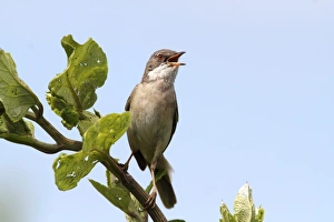 Whitethroat -Sylvia communis-, perched on a branch, singing, Lake Neusiedl, Burgenland Whitethroat -Sylvia communis-, perched on a branch, singing, Lake Neusiedl, Burgenland