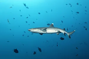Whitetip reef shark -Triaenodon obesus-, Embudu channel, Indian Ocean, Tilla Whitetip reef shark -Triaenodon obesus-, Embudu channel, Indian Ocean, Tilla