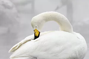 Beautify Gallery: Whooper Swan (Cygnus cygnus)