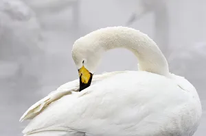 <b class=qtipBold><figcaption>Whooper Swan (Cygnus cygnus)</figcaption></b><br>A Whooper Swan grooms itself on Lake Kussharo, Hokkaido, Japan.<br><em>© Ben Cranke</em> Whooper Swan (Cygnus cygnus)