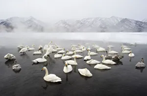 <b class=qtipBold><figcaption>Whooper Swans (Cygnus cygnus)</figcaption></b><br>Whooper Swans rest at the outflow of a thermal spring on Lake Kussharo, Hokkaido, Japan.<br><em>© Ben Cranke</em> Whooper Swans (Cygnus cygnus)