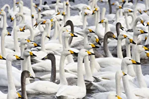 <b class=qtipBold><figcaption>Whooper Swans (Cygnus cygnus)</figcaption></b><br>A flock of juvenile and adult Whooper Swans on Lake Kussharo, Hokkaido, Japan.<br><em>© Ben Cranke</em> Whooper Swans (Cygnus cygnus)