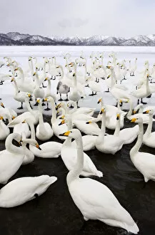 Images Dated 22nd February 2009: Whooper Swans (Cygnus cygnus), Lake Kussharo