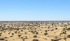 Wide landscape with trees, Kalahari, Namibia Wide landscape with trees, Kalahari, Namibia